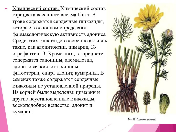 Химический состав. Химический состав горицвета весеннего весьма богат. В траве содержатся сердечные гликозиды,