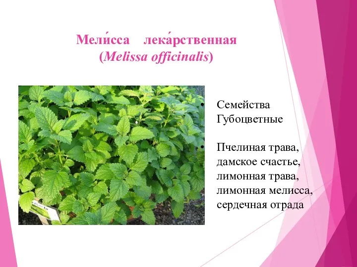 Мели́сса лека́рственная (Melissa officinalis) Семейства Губоцветные Пчелиная трава, дамское счастье, лимонная трава, лимонная мелисса, сердечная отрада