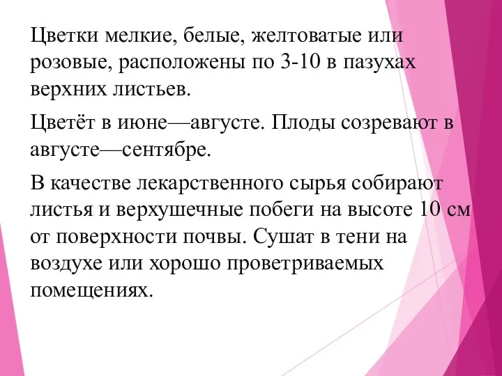 Цветки мелкие, белые, желтоватые или розовые, расположены по 3-10 в пазухах верхних листьев.