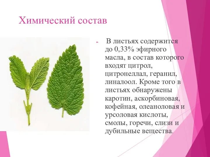 Химический состав В листьях содержится до 0,33% эфирного масла, в состав которого входят