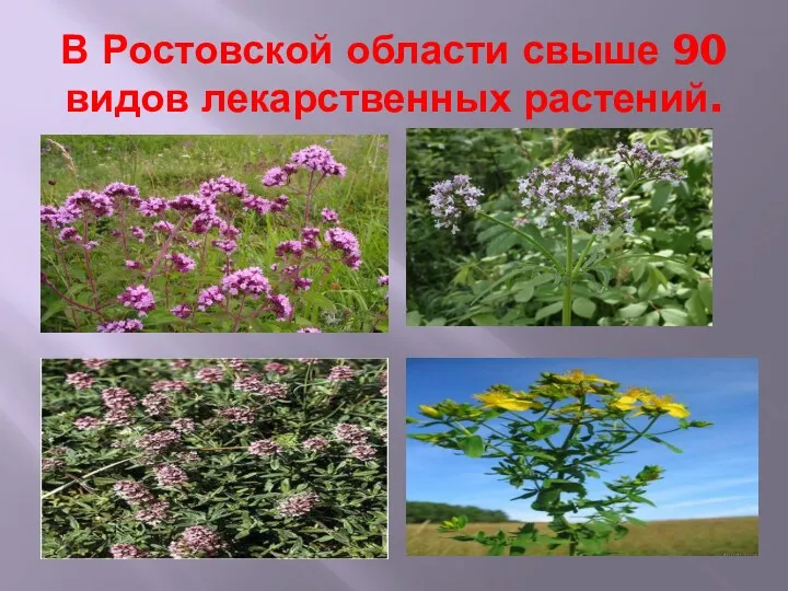 В Ростовской области свыше 90 видов лекарственных растений.