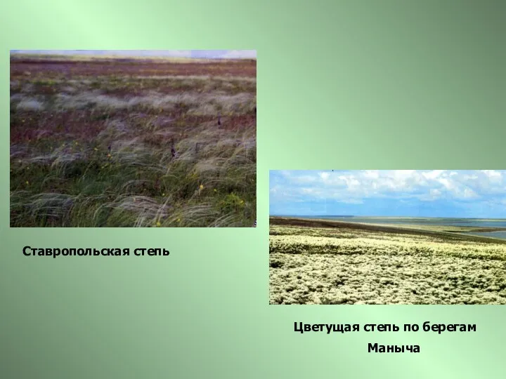 Цветущая степь по берегам Маныча Ставропольская степь