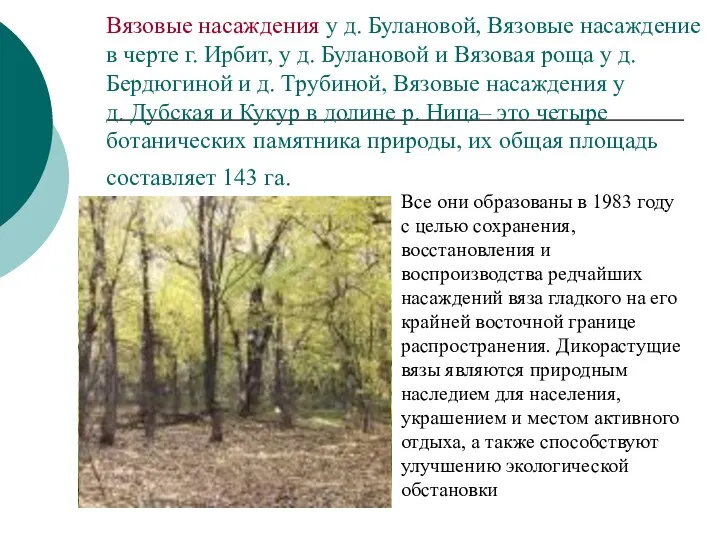 Вязовые насаждения у д. Булановой, Вязовые насаждение в черте г. Ирбит, у д.