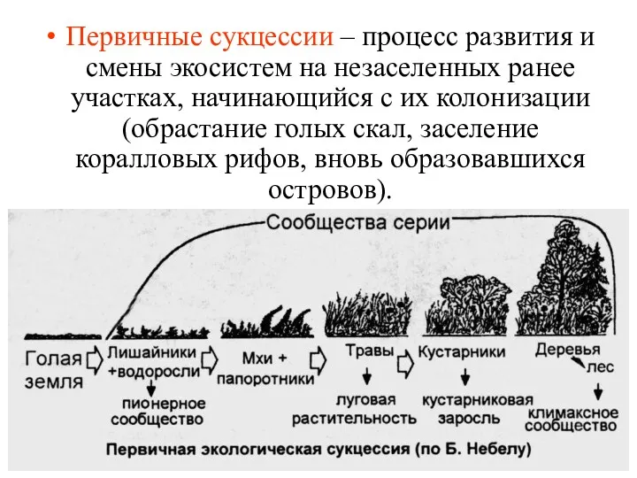 Первичные сукцессии – процесс развития и смены экосистем на незаселенных