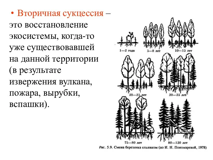 Вторичная сукцессия – это восстановление экосистемы, когда-то уже существовавшей на