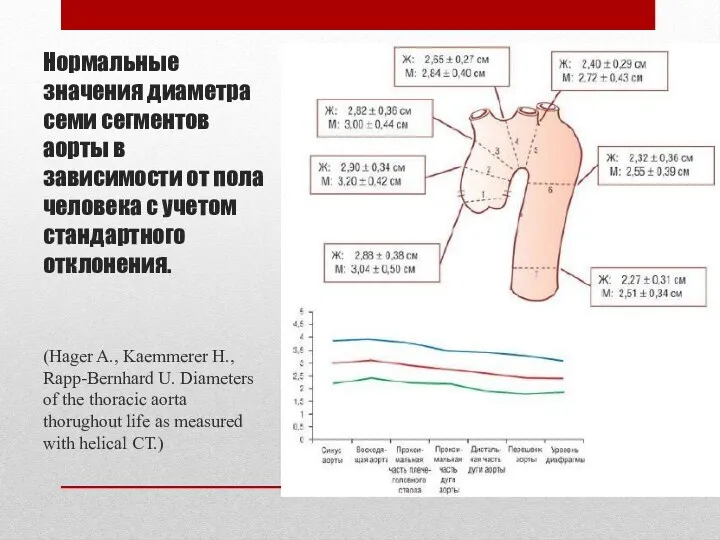 Нормальные значения диаметра семи сегментов аорты в зависимости от пола