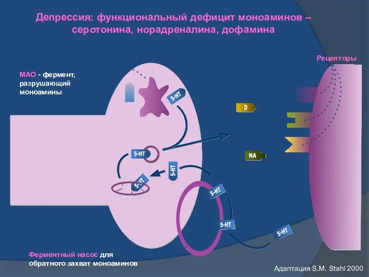 Депрессия: функциональный дефицит моноаминов – серотонина, норадреналина, дофамина Ферментный насос