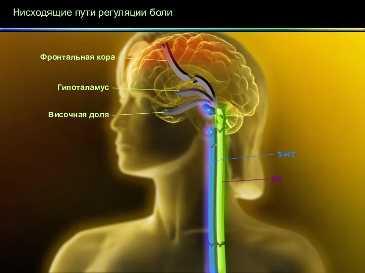 Нисходящие пути регуляции боли NA 5-HT Фронтальная кора Гипоталамус Височная доля