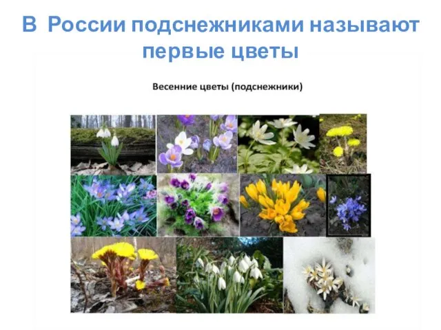 В России подснежниками называют первые цветы