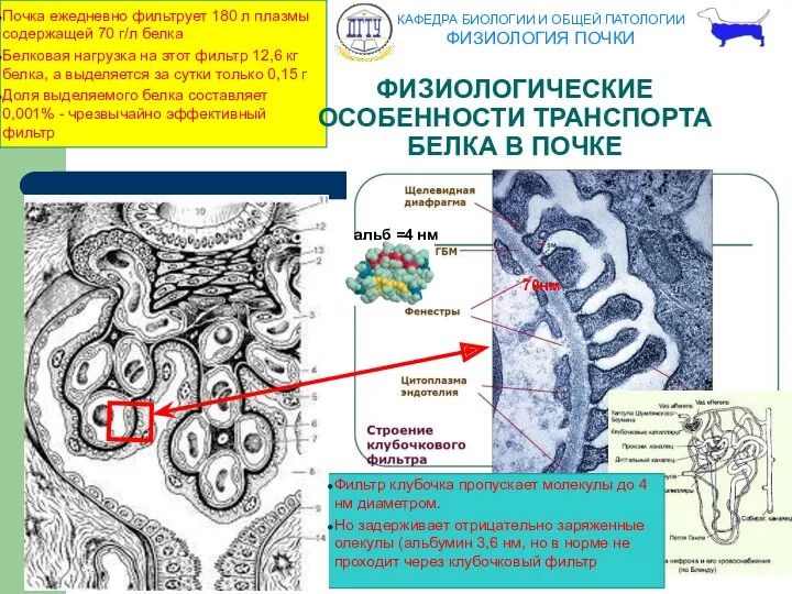 ФИЗИОЛОГИЧЕСКИЕ ОСОБЕННОСТИ ТРАНСПОРТА БЕЛКА В ПОЧКЕ Почка ежедневно фильтрует 180