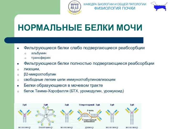 НОРМАЛЬНЫЕ БЕЛКИ МОЧИ Фильтрующиеся белки слабо подвергающиеся реабсорбции альбумин трансферин