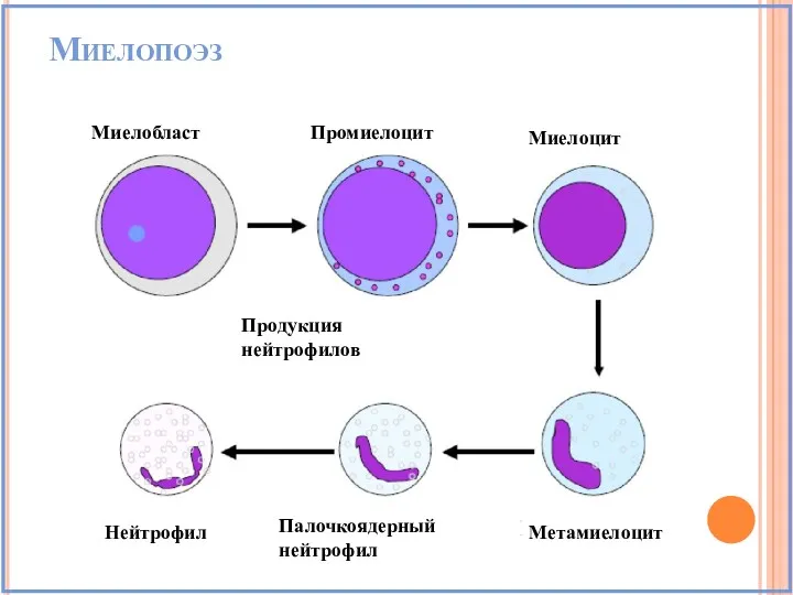 Миелопоэз