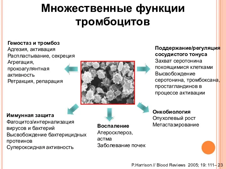 P.Harrison // Blood Reviews 2005; 19: 111– 23 Множественные функции