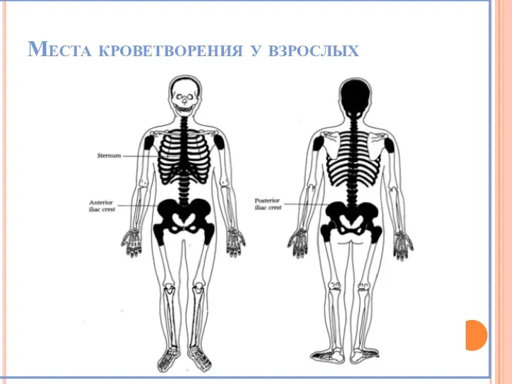 Места кроветворения у взрослых