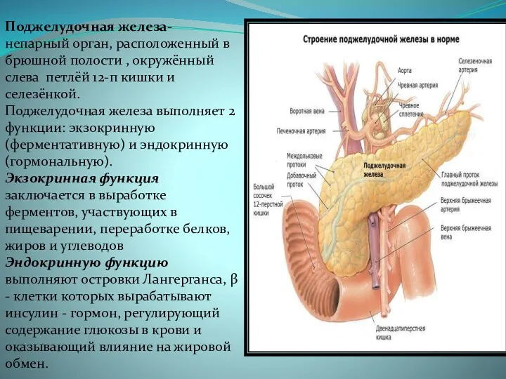 Поджелудочная железа- непарный орган, расположенный в брюшной полости , окружённый