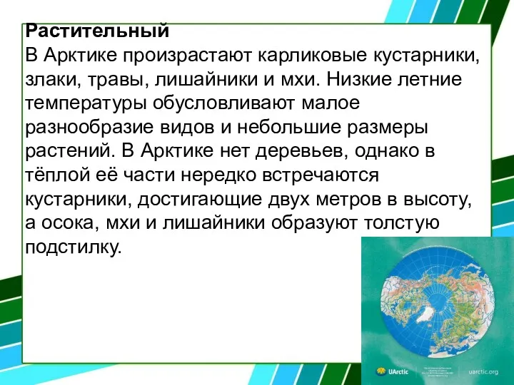 Растительный В Арктике произрастают карликовые кустарники, злаки, травы, лишайники и