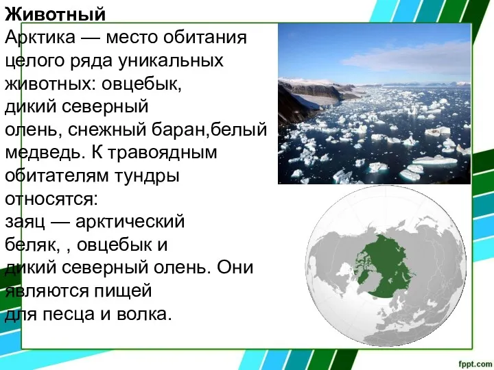 Животный Арктика — место обитания целого ряда уникальных животных: овцебык,