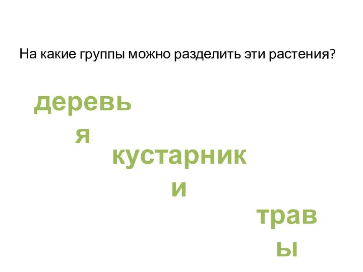 Подумай? На какие группы можно разделить эти растения? деревья кустарники травы