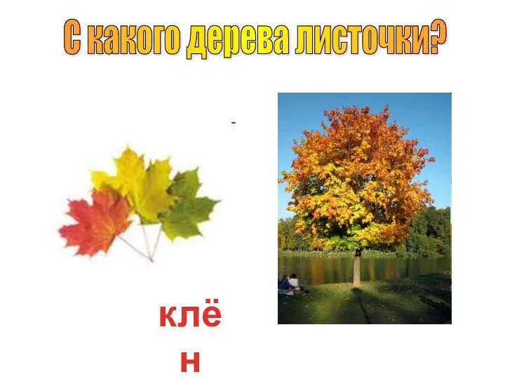 С какого дерева листочки? клён