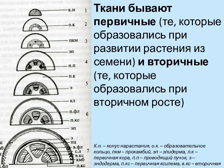 Ткани бывают первичные (те, которые образовались при развитии растения из