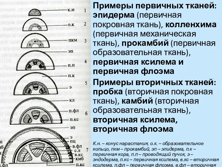 Примеры первичных тканей: эпидерма (первичная покровная ткань), колленхима (первичная механическая ткань), прокамбий (первичная