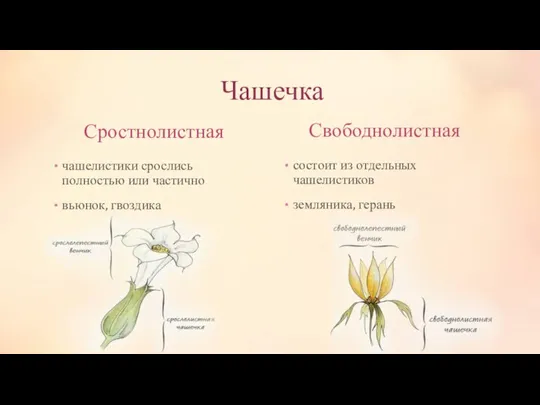 Чашечка Сростнолистная Свободнолистная чашелистики срослись полностью или частично вьюнок, гвоздика состоит из отдельных чашелистиков земляника, герань