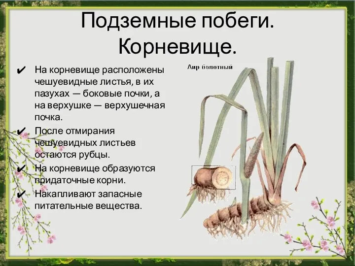 Подземные побеги. Корневище. На корневище расположены чешуевидные листья, в их