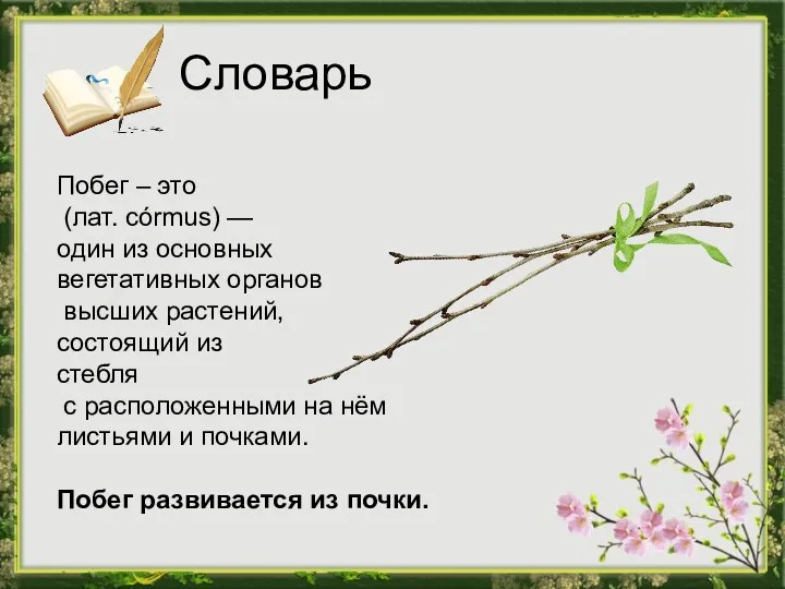 Словарь Побег – это (лат. córmus) — один из основных