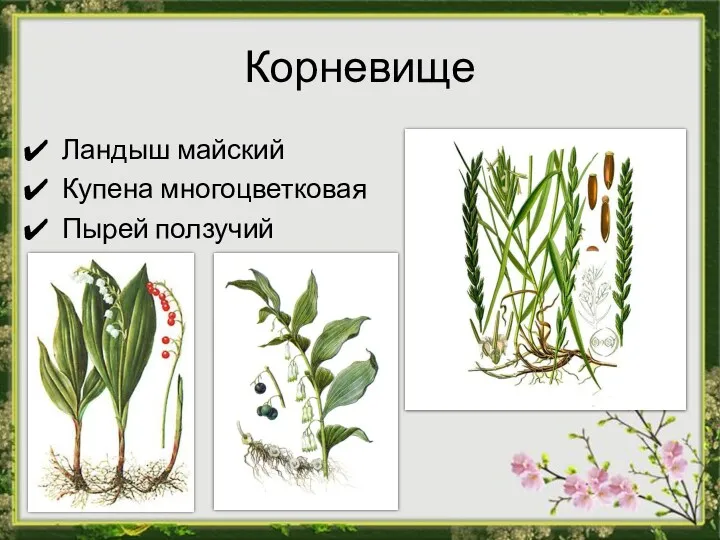 Корневище Ландыш майский Купена многоцветковая Пырей ползучий