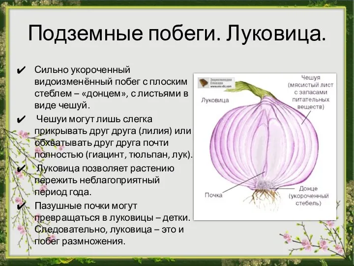 Подземные побеги. Луковица. Сильно укороченный видоизменённый побег с плоским стеблем