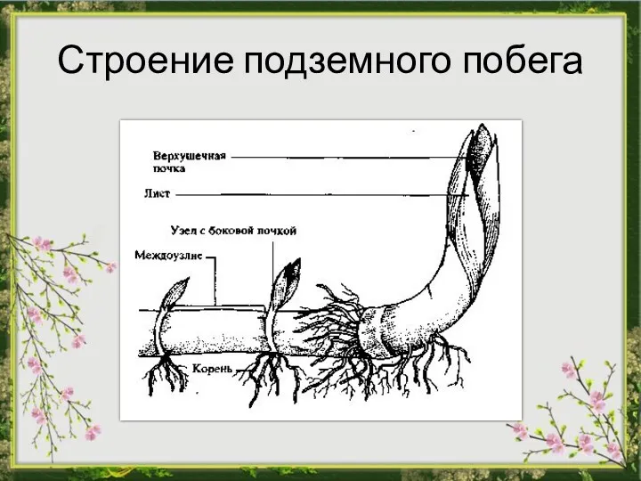 Строение подземного побега