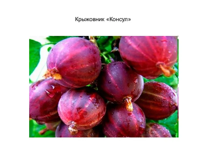 Крыжовник «Консул»