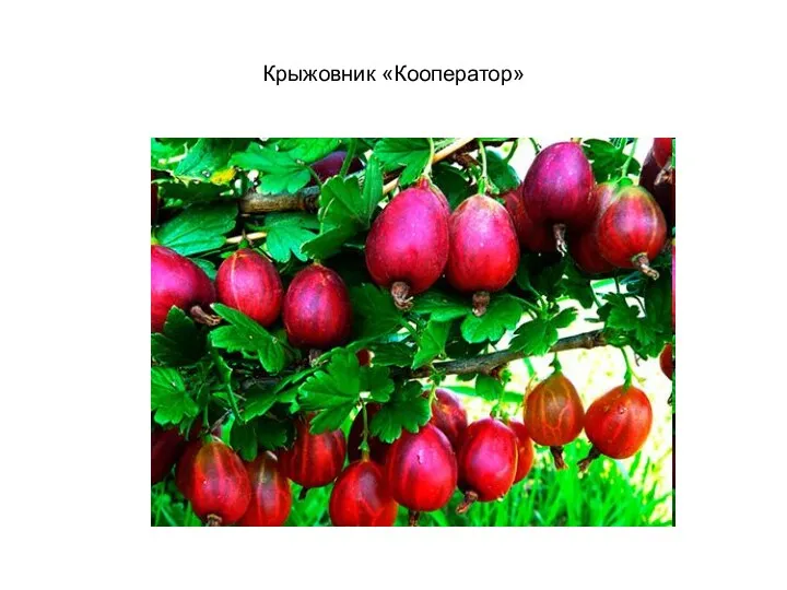 Крыжовник «Кооператор»