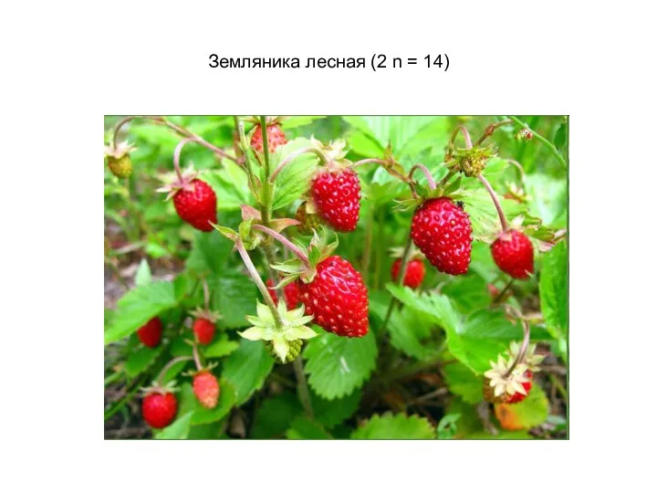 Земляника лесная (2 n = 14)