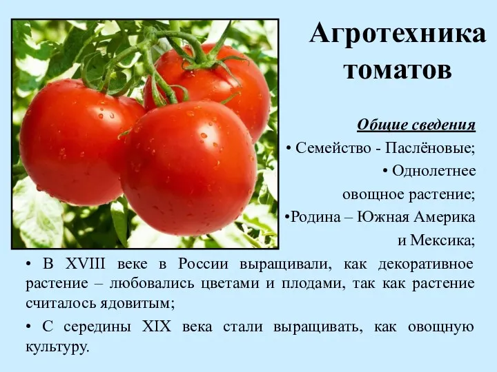Агротехника томатов Общие сведения • Семейство - Паслёновые; • Однолетнее