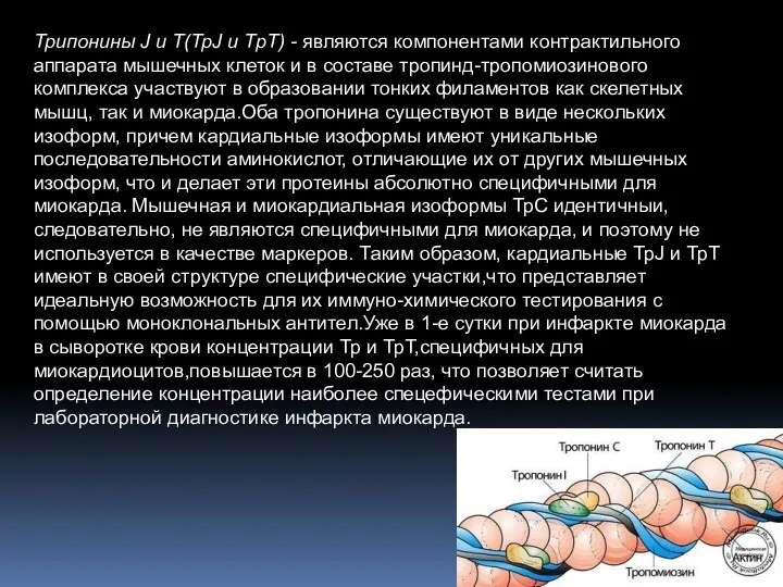 Трипонины J и Т(ТрJ и ТрТ) - являются компонентами контрактильного