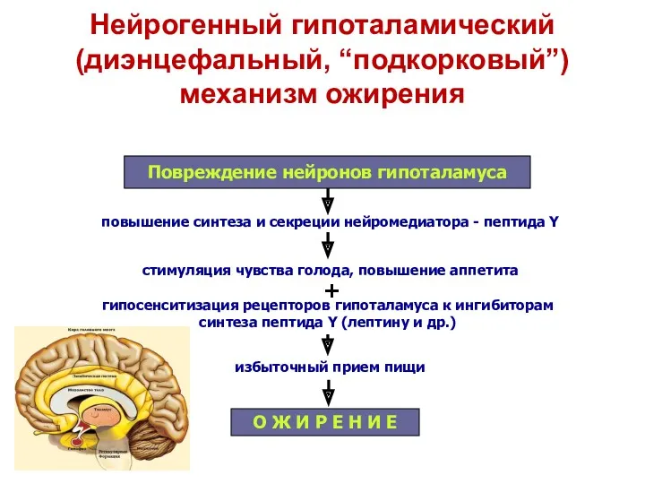 Нейрогенный гипоталамический (диэнцефальный, “подкорковый”) механизм ожирения