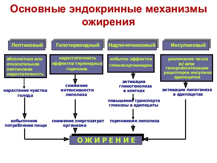 Основные эндокринные механизмы ожирения