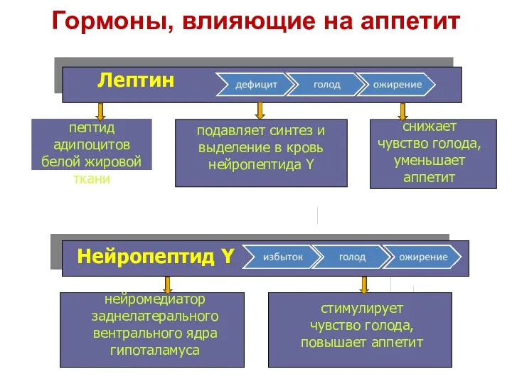 Лептин пептид адипоцитов белой жировой ткани подавляет синтез и выделение