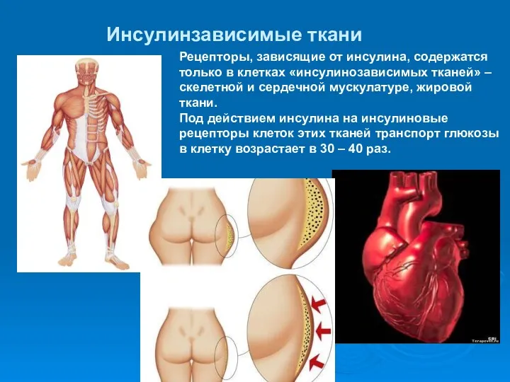 Инсулинзависимые ткани Рецепторы, зависящие от инсулина, содержатся только в клетках