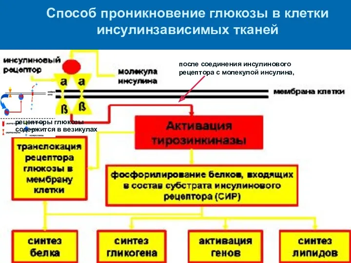 Способ проникновение глюкозы в клетки инсулинзависимых тканей рецепторы глюкозы содержится