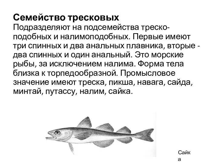 Семейство тресковых Подразделяют на подсемейства треско-подобных и налимоподобных. Первые имеют