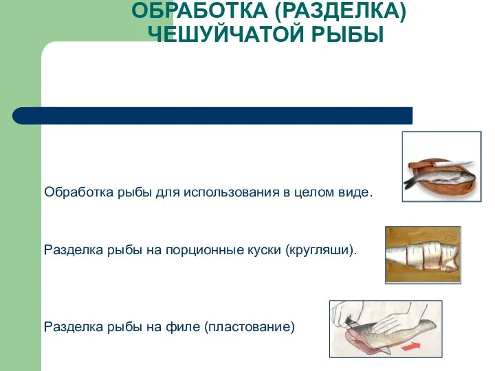 ОБРАБОТКА (РАЗДЕЛКА) ЧЕШУЙЧАТОЙ РЫБЫ Обработка рыбы для использования в целом