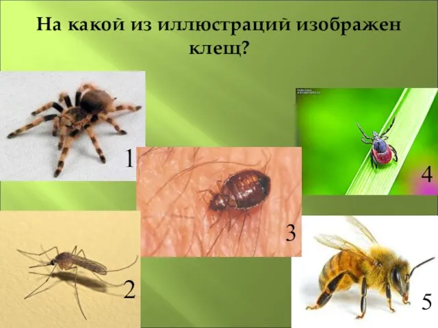 На какой из иллюстраций изображен клещ? 1 2 3 4 5