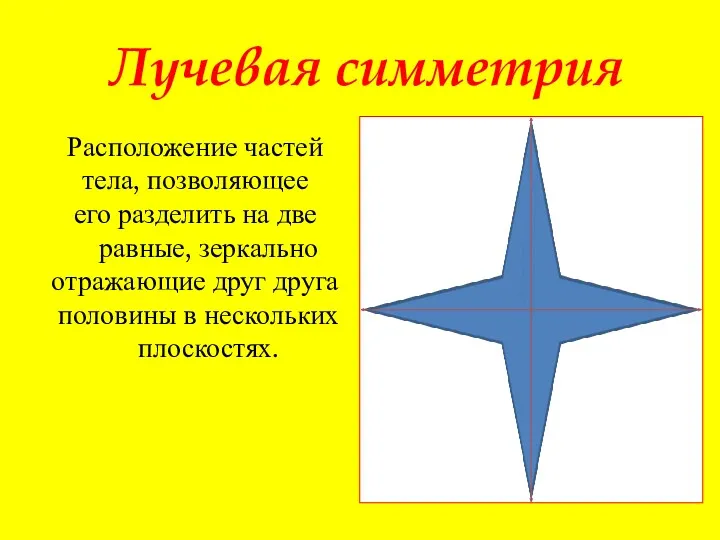 Лучевая симметрия Расположение частей тела, позволяющее его разделить на две