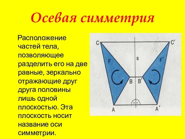 Осевая симметрия Расположение частей тела, позволяющее разделить его на две