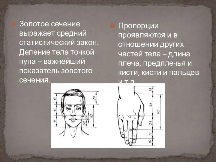 Золотое сечение выражает средний статистический закон. Деление тела точкой пупа