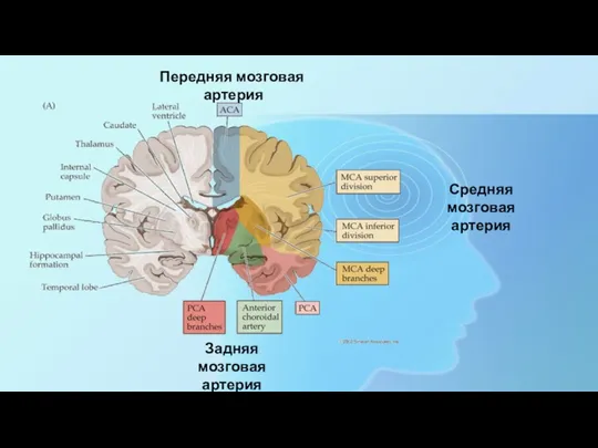 Передняя мозговая артерия Средняя мозговая артерия Задняя мозговая артерия