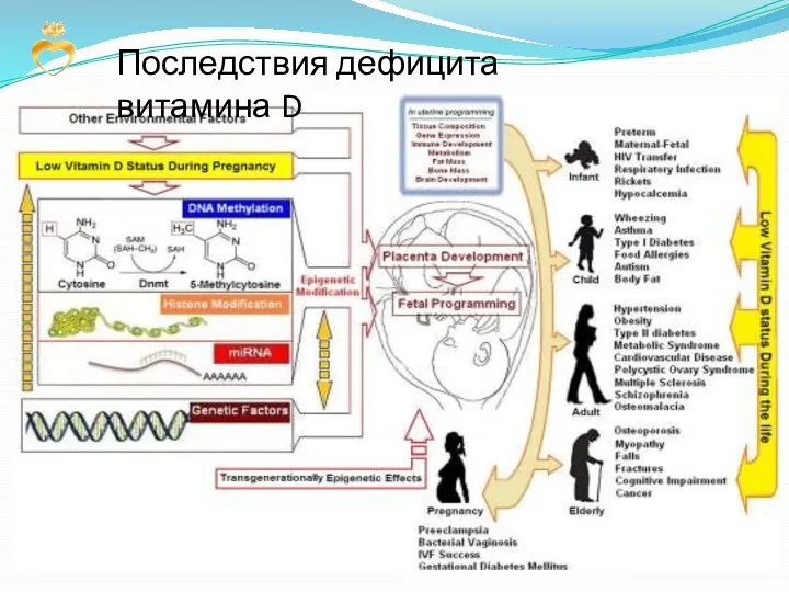 Последствия дефицита витамина D