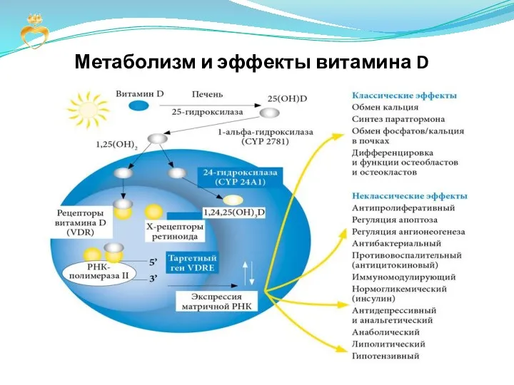 Метаболизм и эффекты витамина D